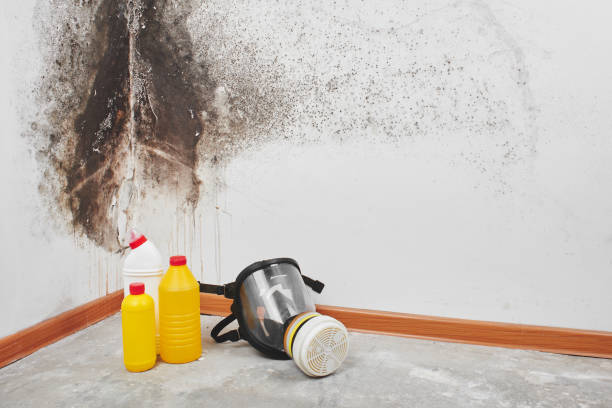 Professional Mold Removal in North Lakeville, MA