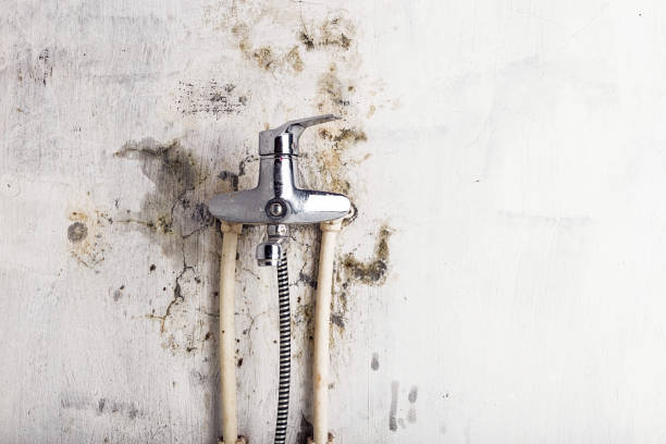 Best Mold Removal Company Near Me  in North Lakeville, MA