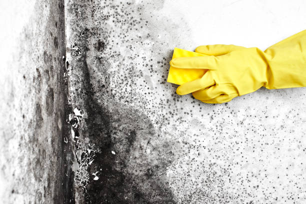 Best Office Mold Removal Services  in North Lakeville, MA
