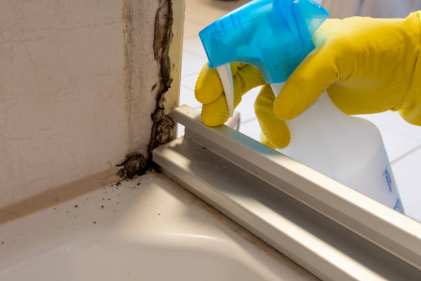 Best Crawl Space Mold Removal  in North Lakeville, MA
