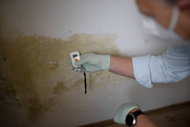 Best Local Mold Removal Service  in North Lakeville, MA