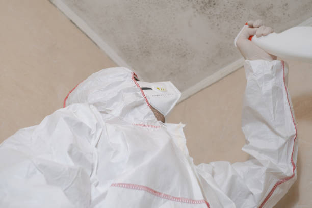 Attic Mold Removal in North Lakeville, MA