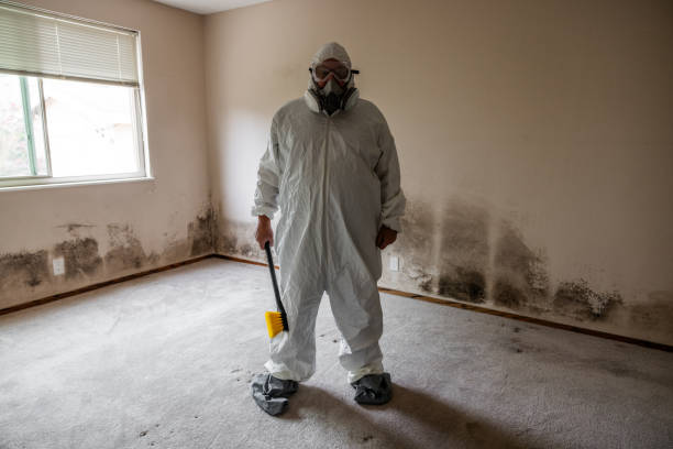 Best Fast Mold Removal  in North Lakeville, MA