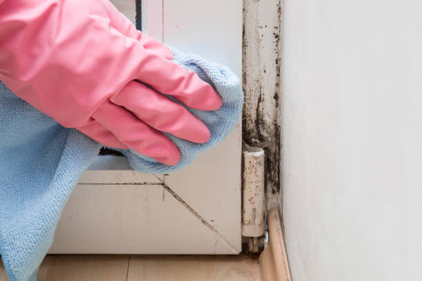 Best Attic Mold Removal  in North Lakeville, MA